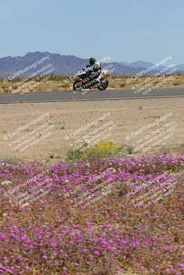 media/Mar-12-2023-SoCal Trackdays (Sun) [[d4c8249724]]/Turn 15 Inside Bloom (130pm)/